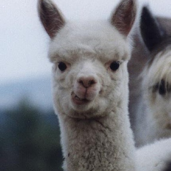 Meet your Posher, Ellen - Picture 1 of 1